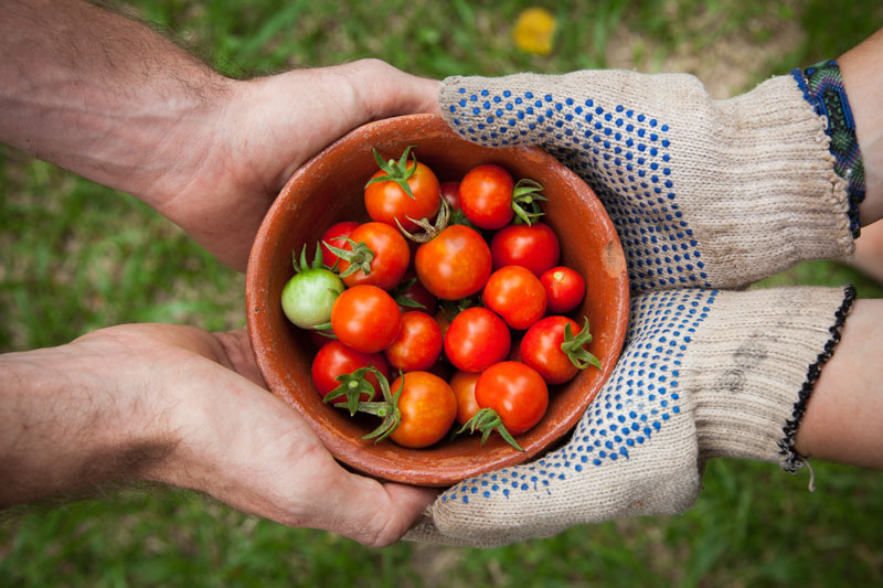 Quatro mãos apoiando uma tigela com tomates cereja